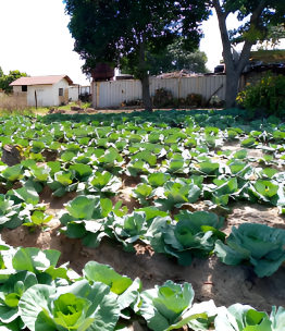 jabulani_children_village_vegetables_01