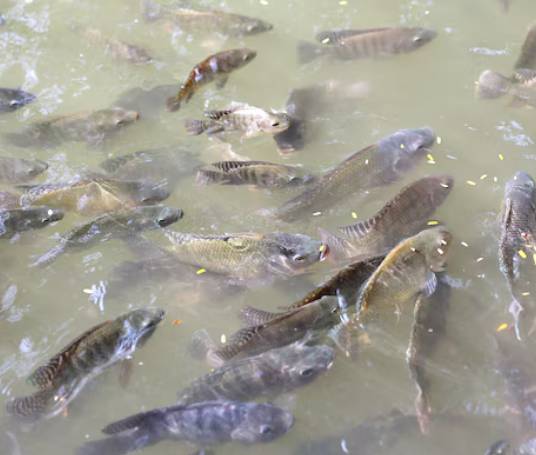 jabulani-fish- farming-01